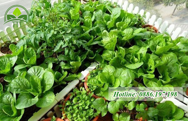 Lợi ích của phân trùn quế trong trồng trọt